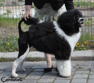 Camlin Seadancer Made in America for Mokry Bandita