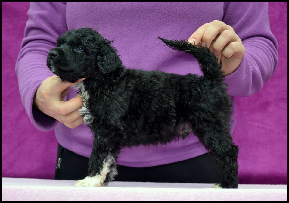 desperado