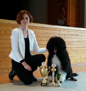 kudrnatý portugalský vodní pes