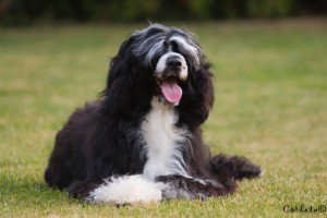 portugalský vodní pes